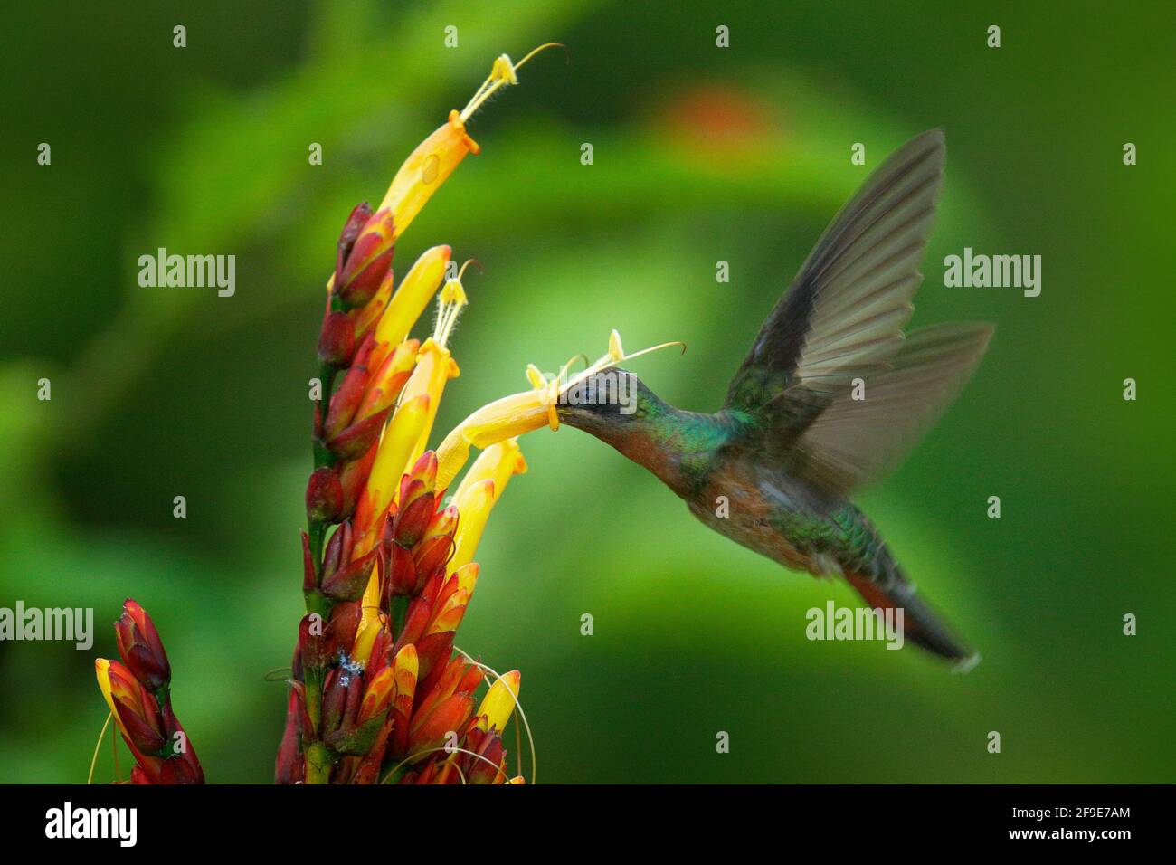 Scène de nourrissage d'action dans la forêt tropicale verte. Ermite à poils rufous, Glaucis hirsutus, colibri de Trinité-et-Tobago. Vol d'oiseau vert Banque D'Images