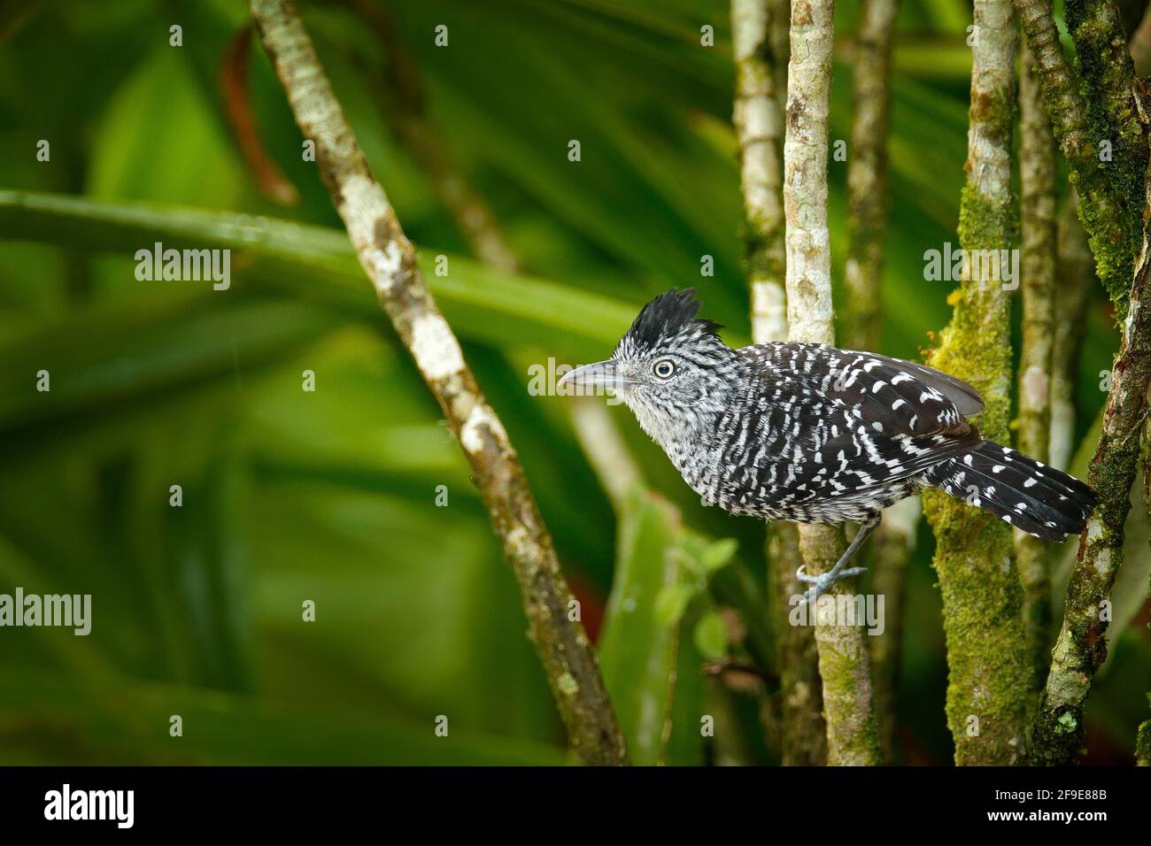La lanigue barrée, Thamnophilus doliatus, oiseau de passerine de la famille des oiseaux de la Trinité-et-Tobago. Oiseau de moutley sauvage dans l'habitat de la forêt de la nature. BIR Banque D'Images