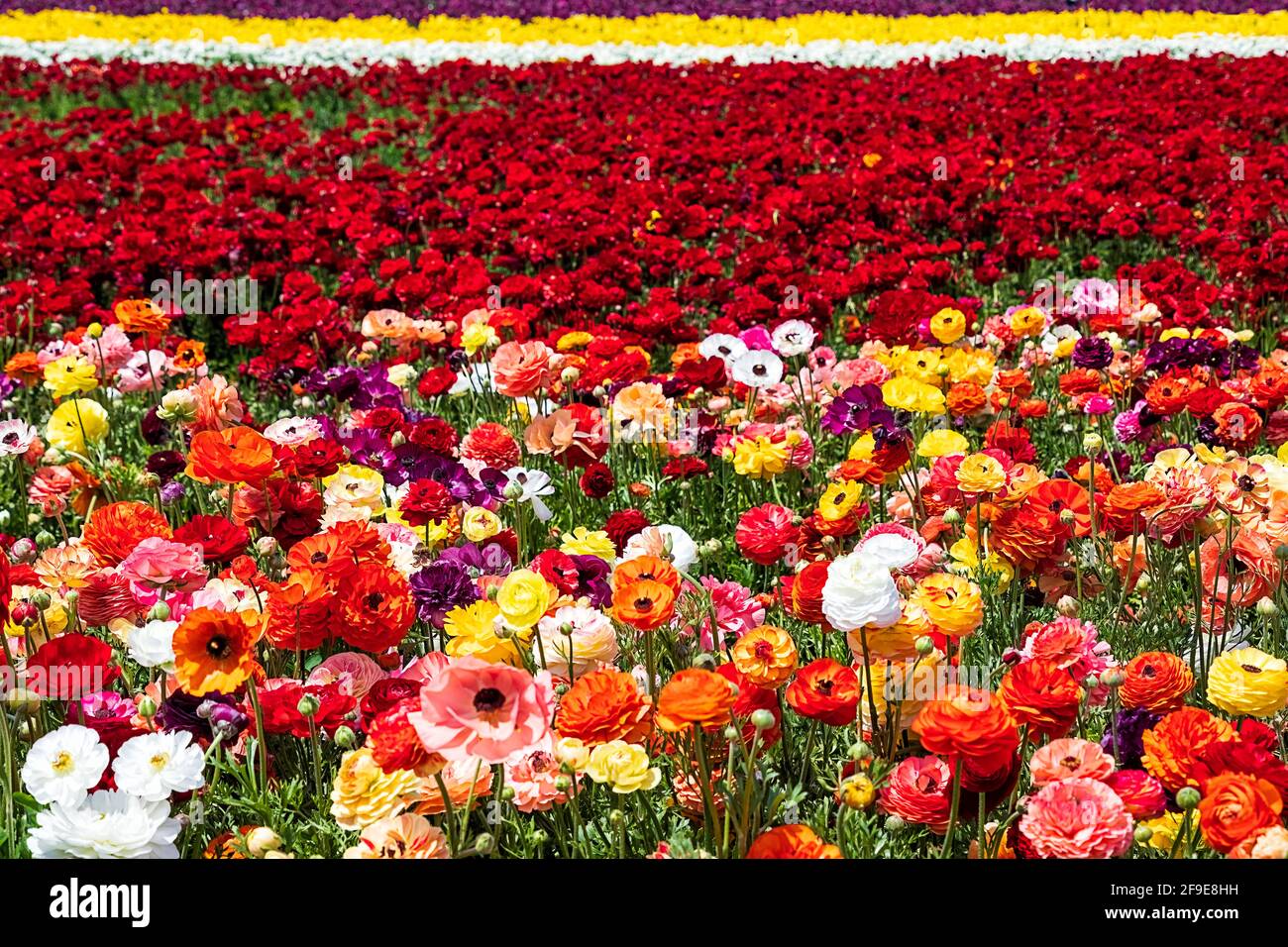 Des rangées de butterbutterbutterbutter de jardin en fleurs de différentes couleurs dans un champ agricole. Israël Banque D'Images