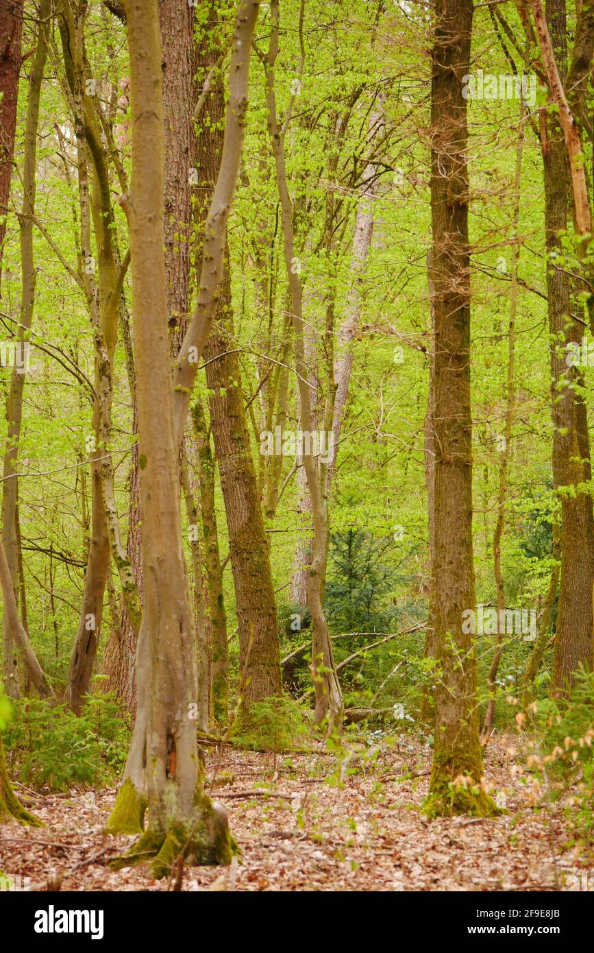 Vue sur la forêt verte de printemps avec un nouvel arbre feuilles Banque D'Images