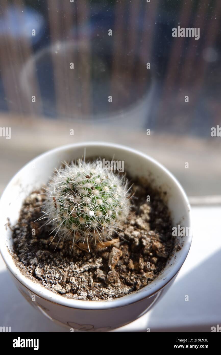 Cactus intérieur devant une fenêtre avec lumière du soleil, Echinocactus grusonii Banque D'Images