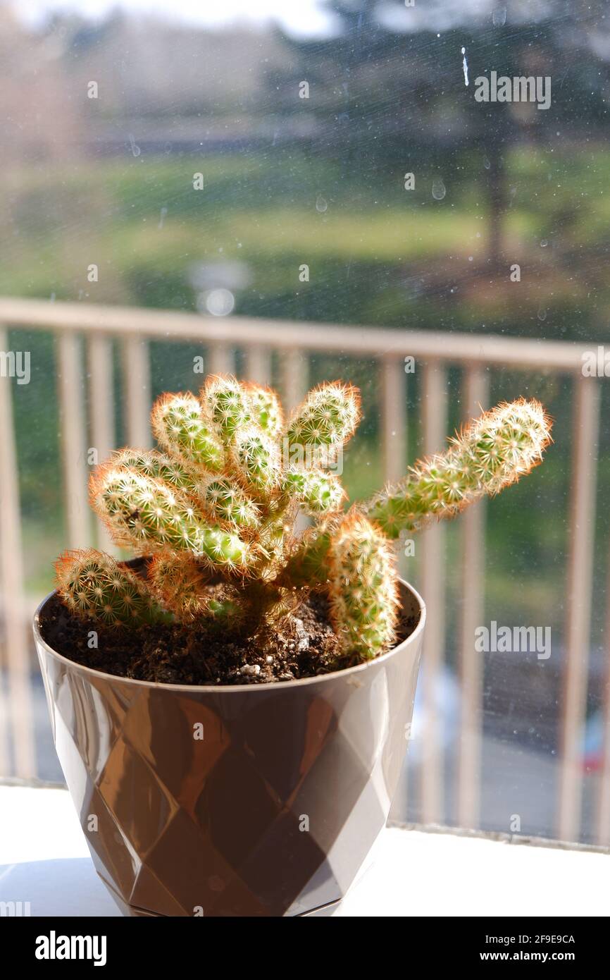 Cactus intérieur devant une fenêtre avec lumière du soleil Banque D'Images
