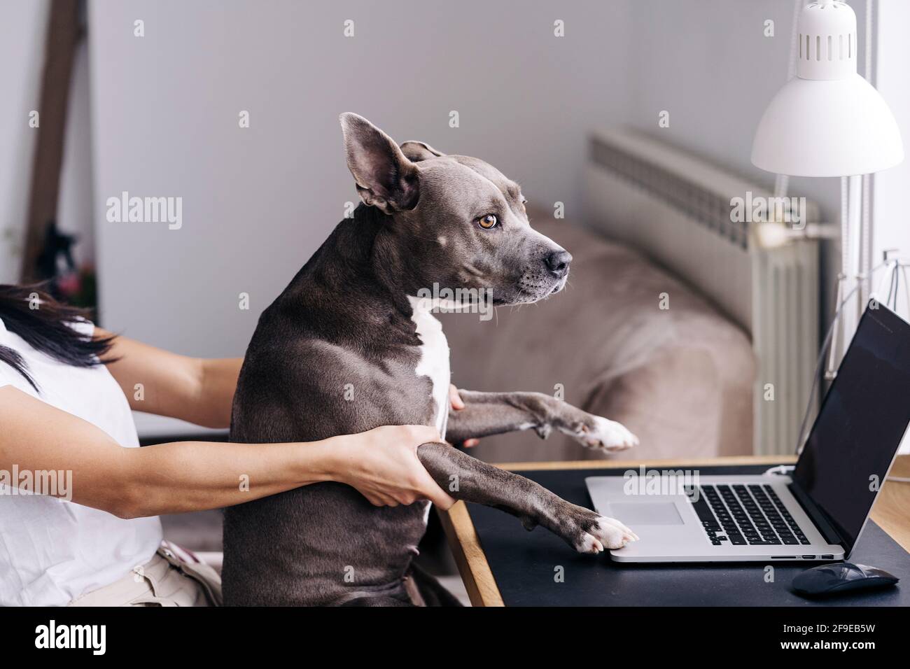 Vue latérale de la récolte femelle méconnaissable avec AmStaff en regardant loin contre un netbook avec écran noir à la maison Banque D'Images