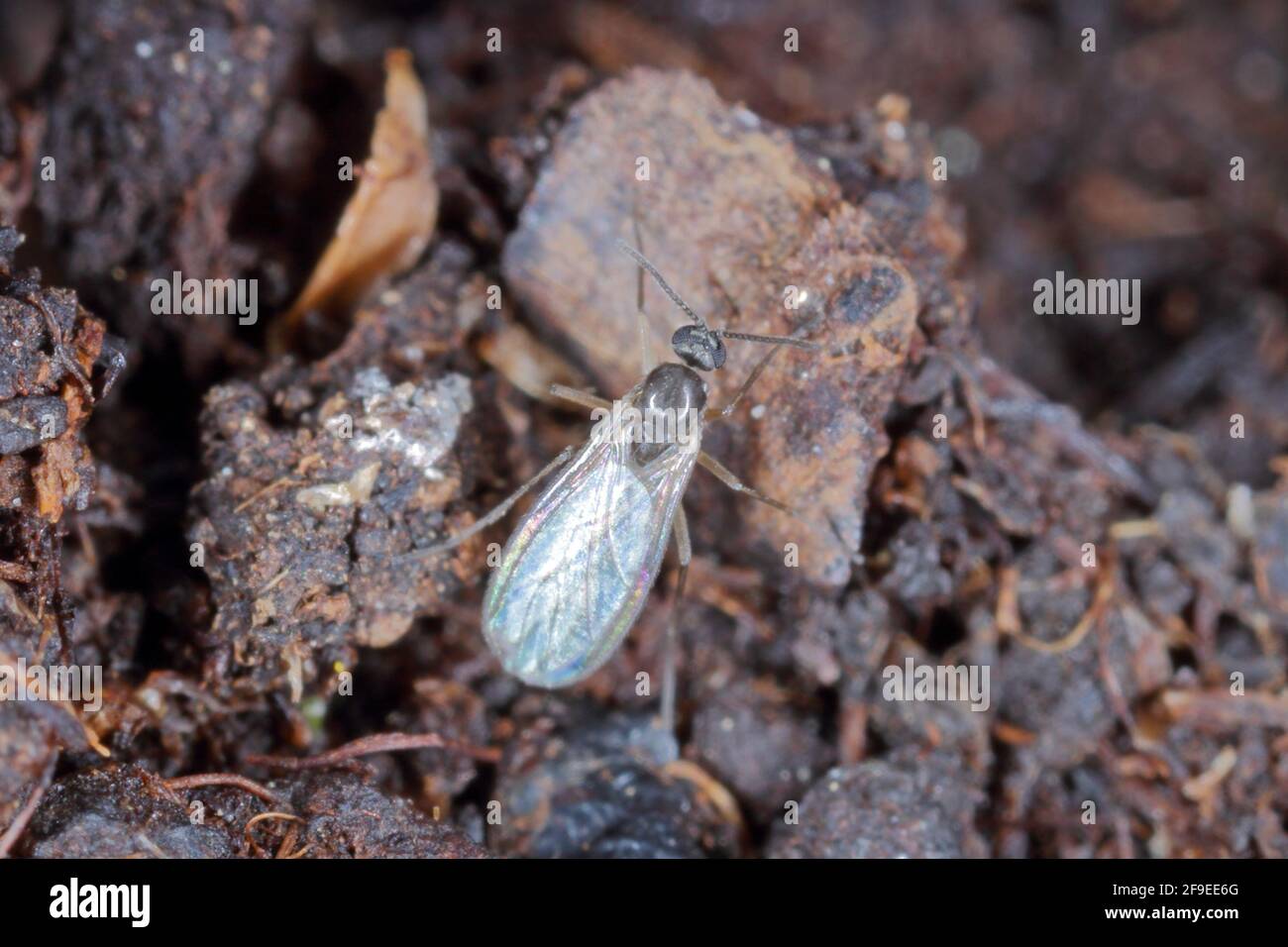 Adulte de champignon à ailes foncées, Gnat, Sciaridae sur le sol. Ce sont des ravageurs communs qui endommagent les racines des plantes Banque D'Images