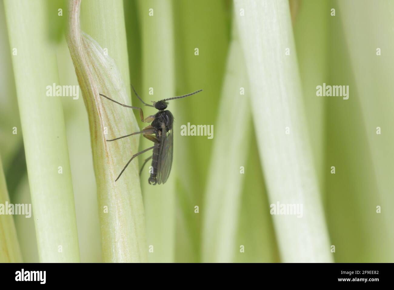 Adulte de champignon à ailes foncées, Gnat, Sciaridae sur le sol. Ce sont des ravageurs communs qui endommagent les racines des plantes Banque D'Images