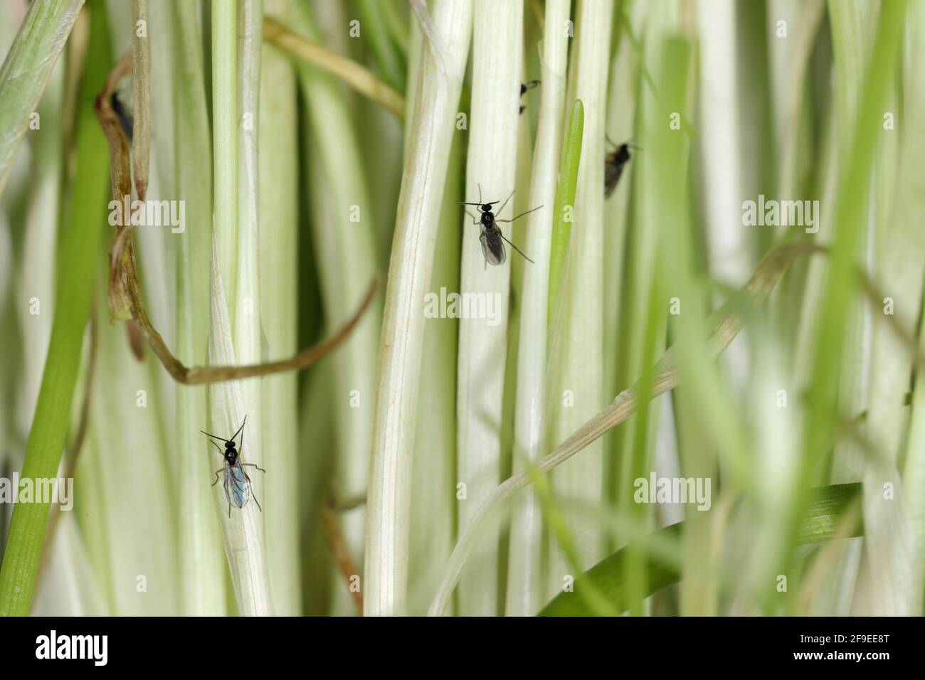 Adulte de champignon à ailes foncées, Gnat, Sciaridae sur le sol. Ce sont des ravageurs communs qui endommagent les racines des plantes Banque D'Images