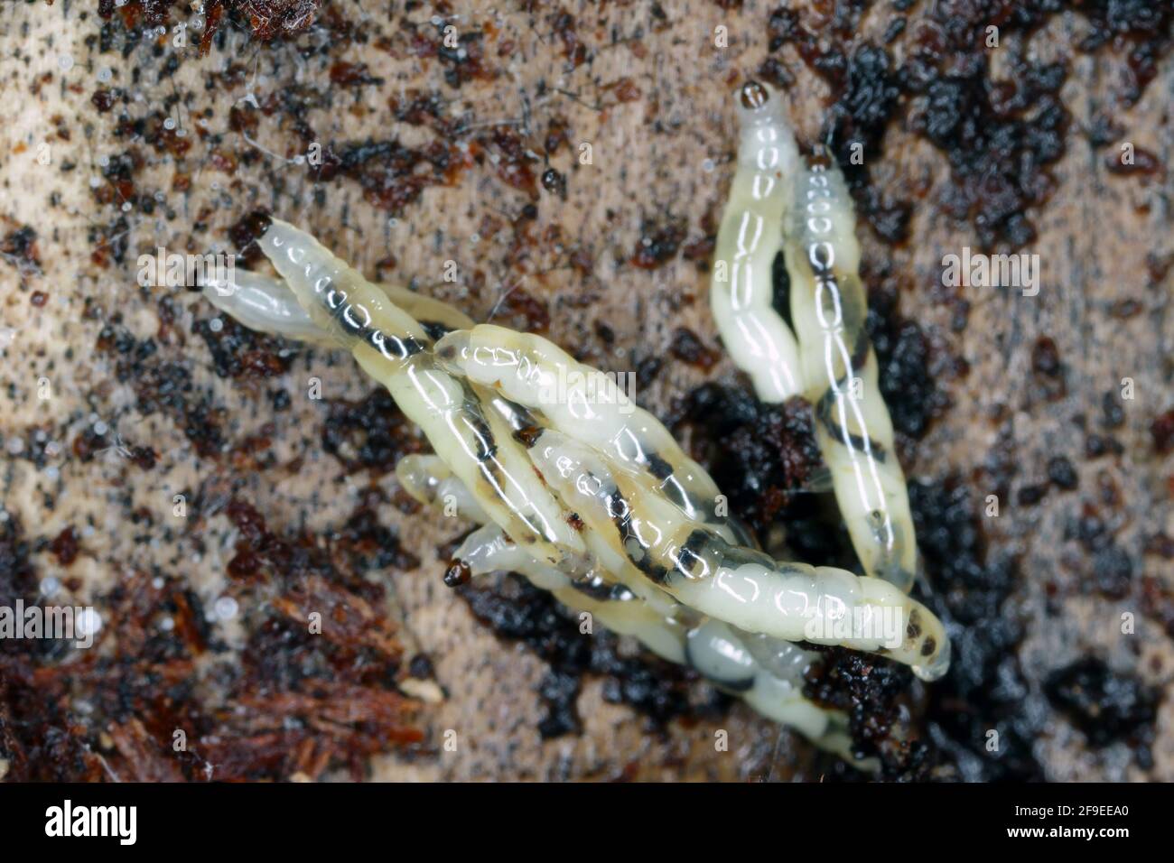Le champignon à ailes foncées gnat, les larves de Sciara (Sciaridae) Banque D'Images