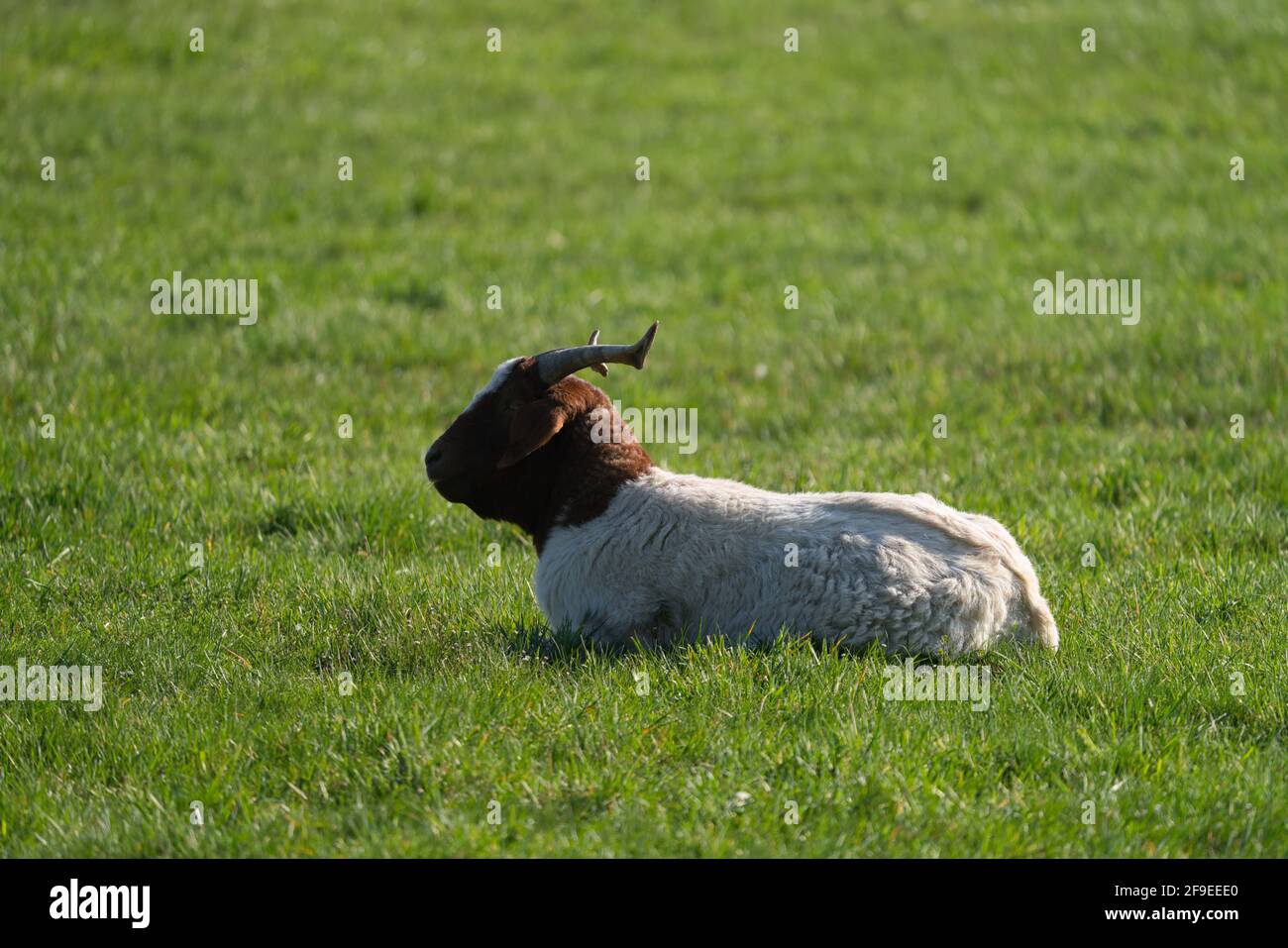 Un a Boer chèvres reposent sur un pré sur un ferme de chèvre Banque D'Images