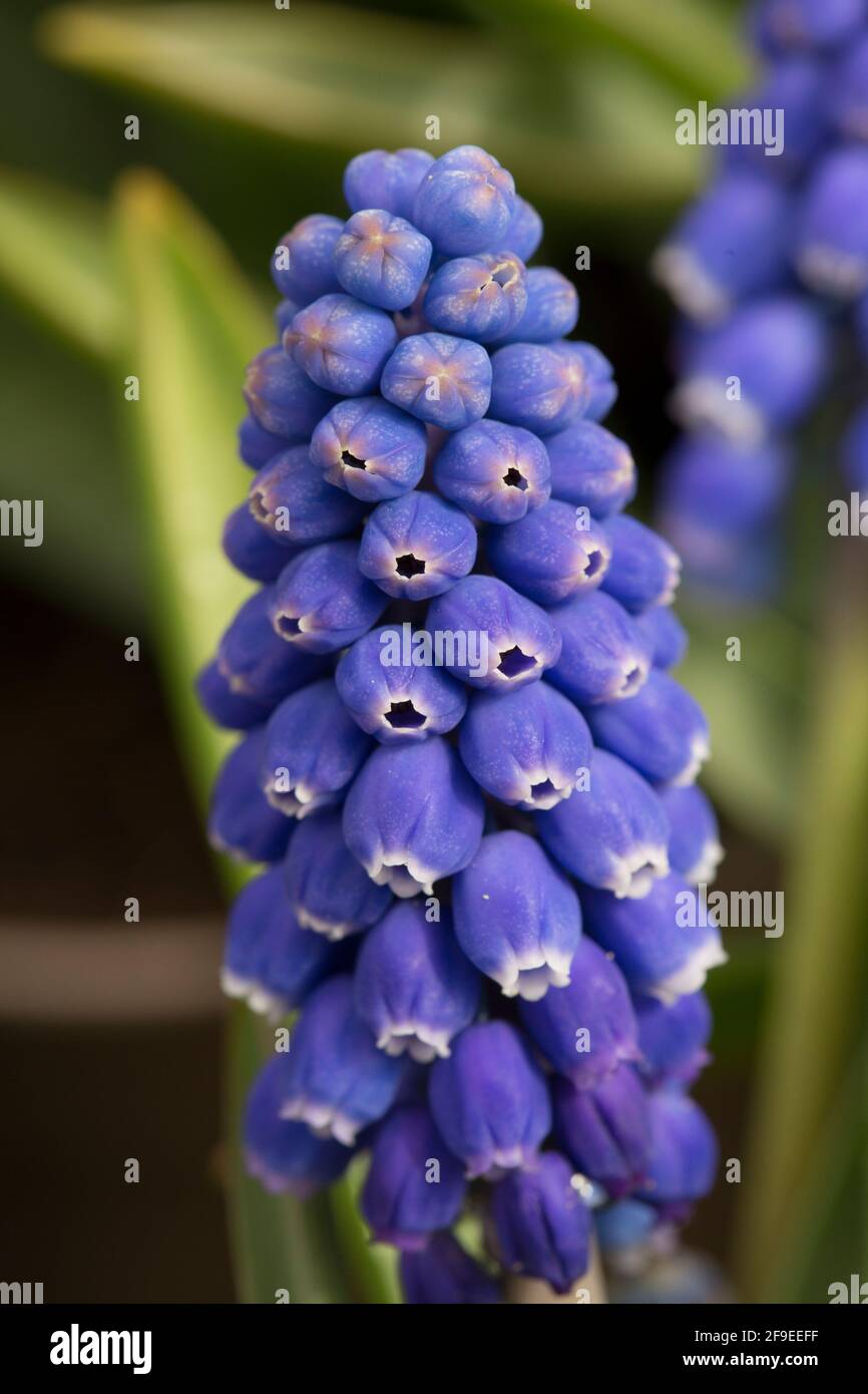 Un exemple fleuri de Muscari Big Smile exposé dans un jardin au début d'avril. Angleterre GB Banque D'Images