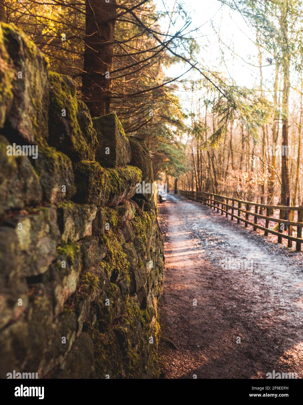Sentier menant dans les bois avec une clôture en bois et mur en pierre sèche Banque D'Images