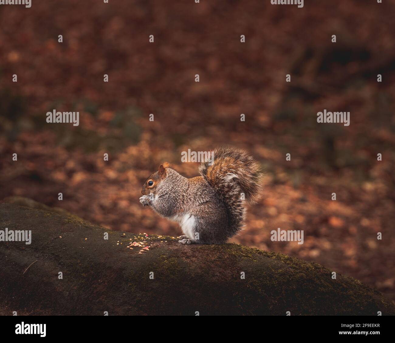 Écureuil gris debout sur un rocher dans les bois manger une collation Banque D'Images