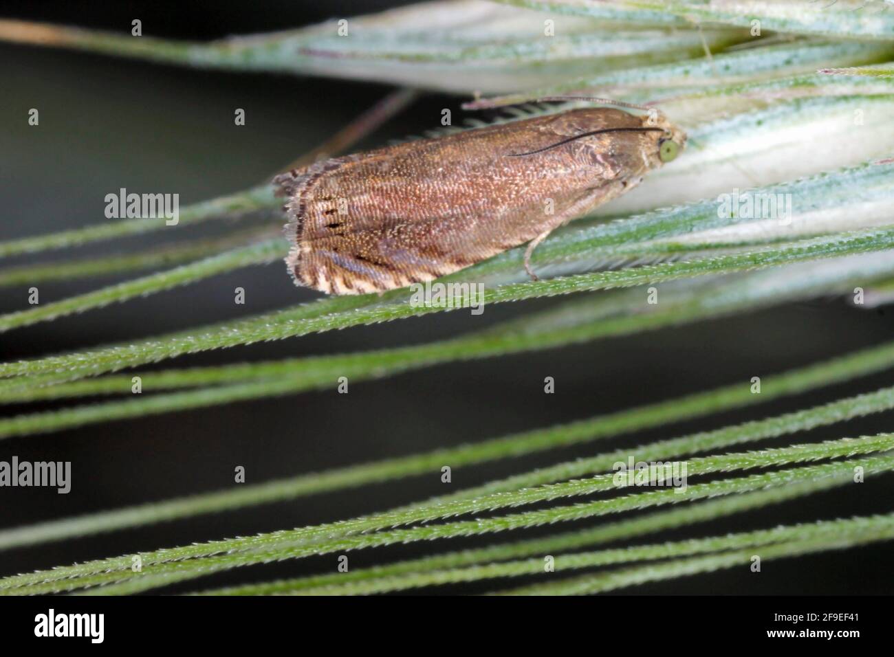 Cydia nigricana la teigne des pois est une espèce de la famille des Tortricidae. C'est un ravageur commun des cultures de pois et d'autres. Banque D'Images