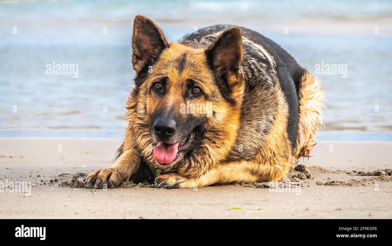 Un foyer sélectif d'un berger allemand couché sur un plage de sable Banque D'Images