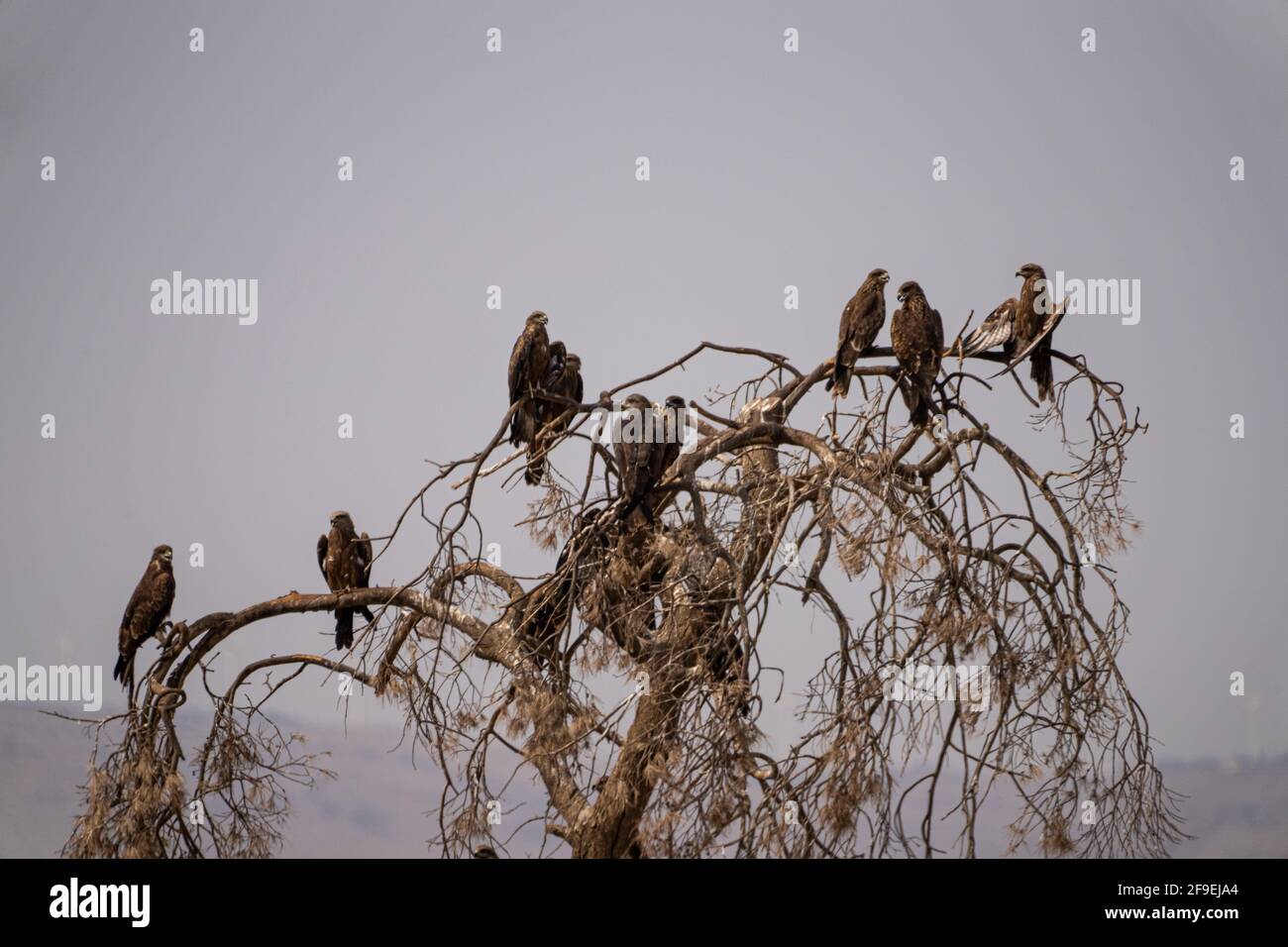 Cerf-volant noir (Milvus migrans) sur un sommet d'arbre photographié à la réserve naturelle de Hula Valley, Israël, en novembre Banque D'Images