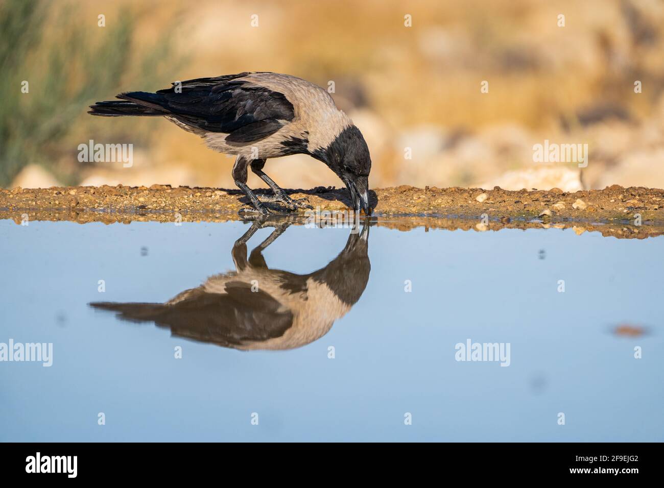 Corbeau à capuchon (Corvus cornix) près de l'eau le corbeau à capuchon est un oiseau répandu dans une grande partie de l'Europe et du Moyen-Orient. C'est un omnivore s. Banque D'Images