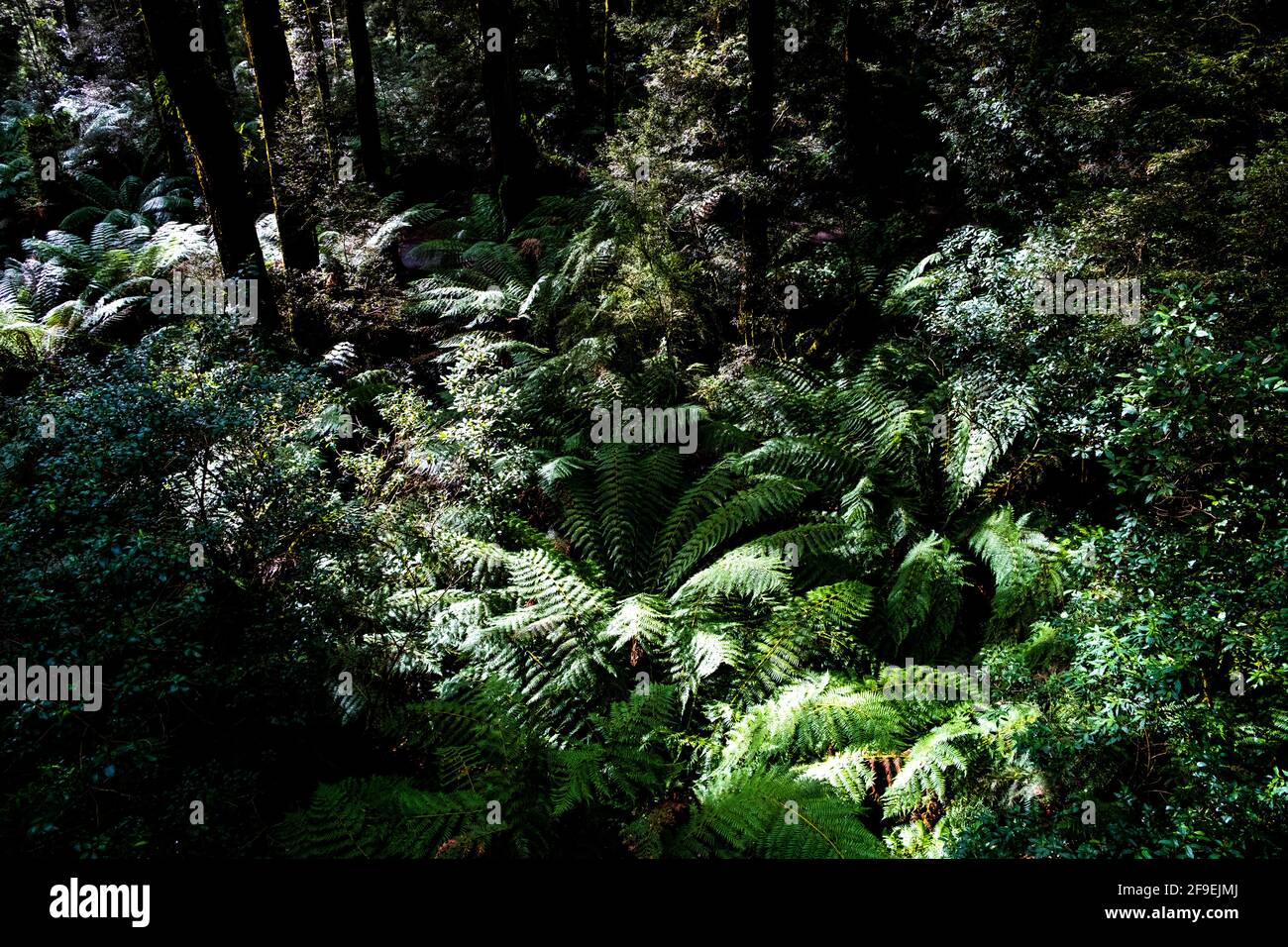 Jeu de lumière et d'ombre dans le feuillage de la forêt tropicale tempérée australienne Banque D'Images