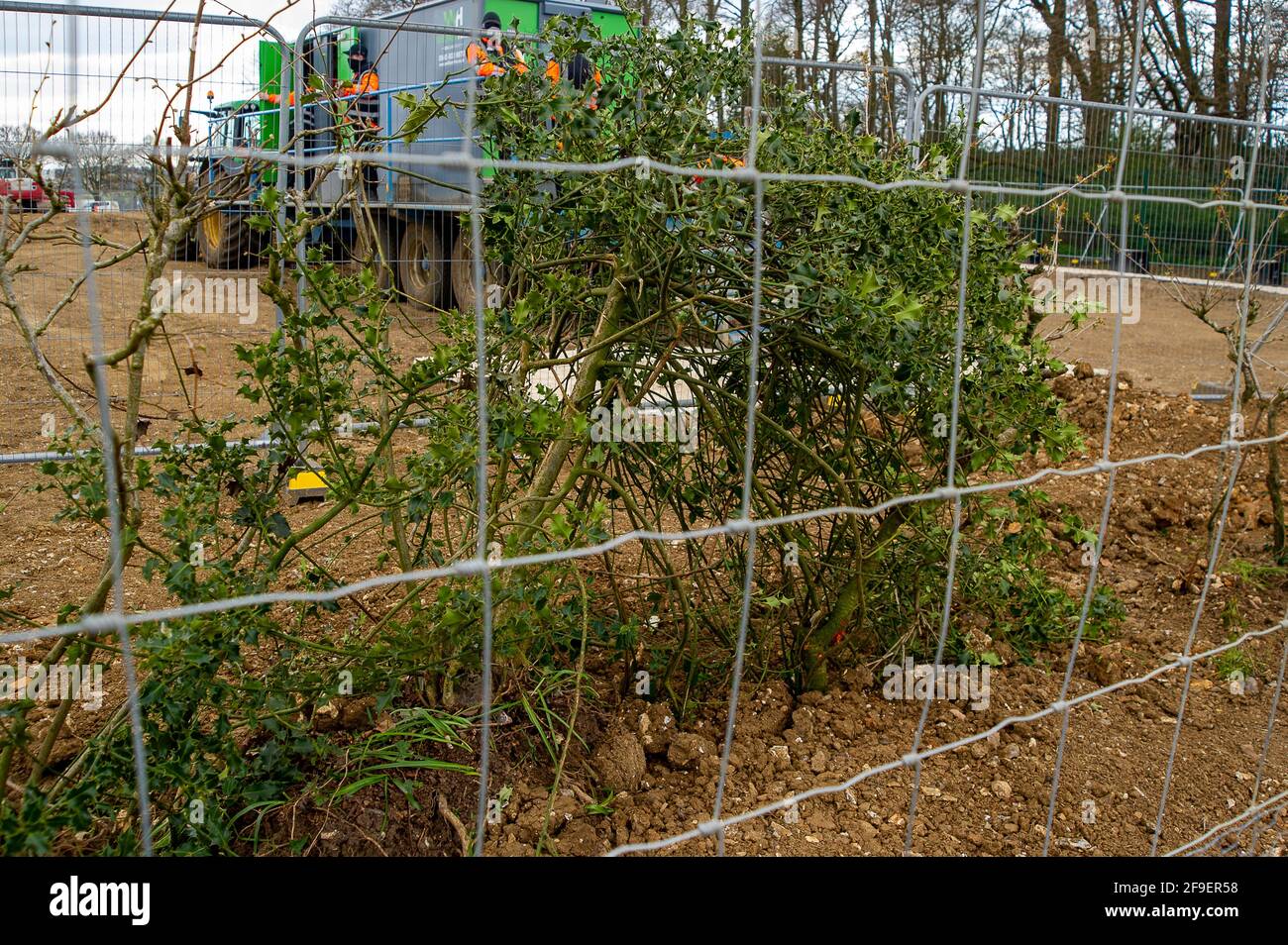 Aylesbury Vale, Buckinghamshire, Royaume-Uni. 16 avril 2021. Le champ à côté de Jones Hill Wood que HS2 ont pris de l'agriculteur. Il s'agit de la tentative de HS2 d'atténuation pour la destruction des bois anciens. Ils ont coincé quelques buissons et haies dans le sol qu'ils ont compactés en faisant passer des tracteurs, de sorte que ces arbustes transpostés risquent d'être morts dans quelques semaines. Crédit : Maureen McLean/Alay Banque D'Images