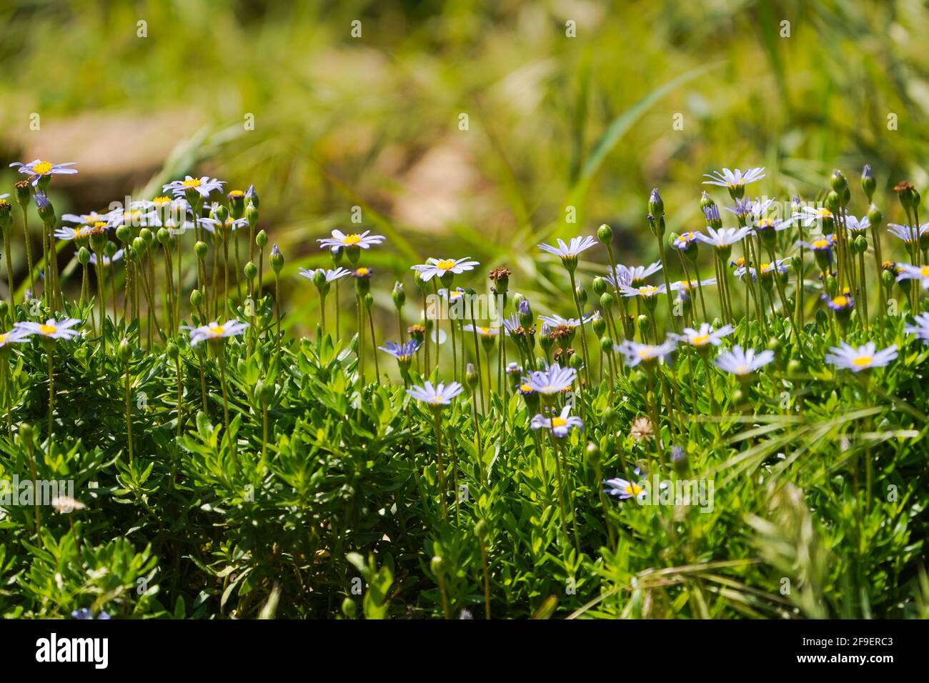 Felicia Marguerite (Felicia amelloides) dans un jardin. Banque D'Images