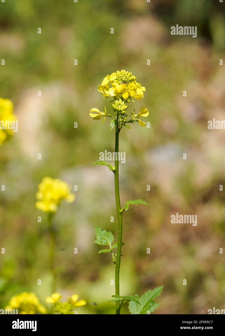 Moutarde plante, Home culture et floraison dans le champ, Espagne. Banque D'Images