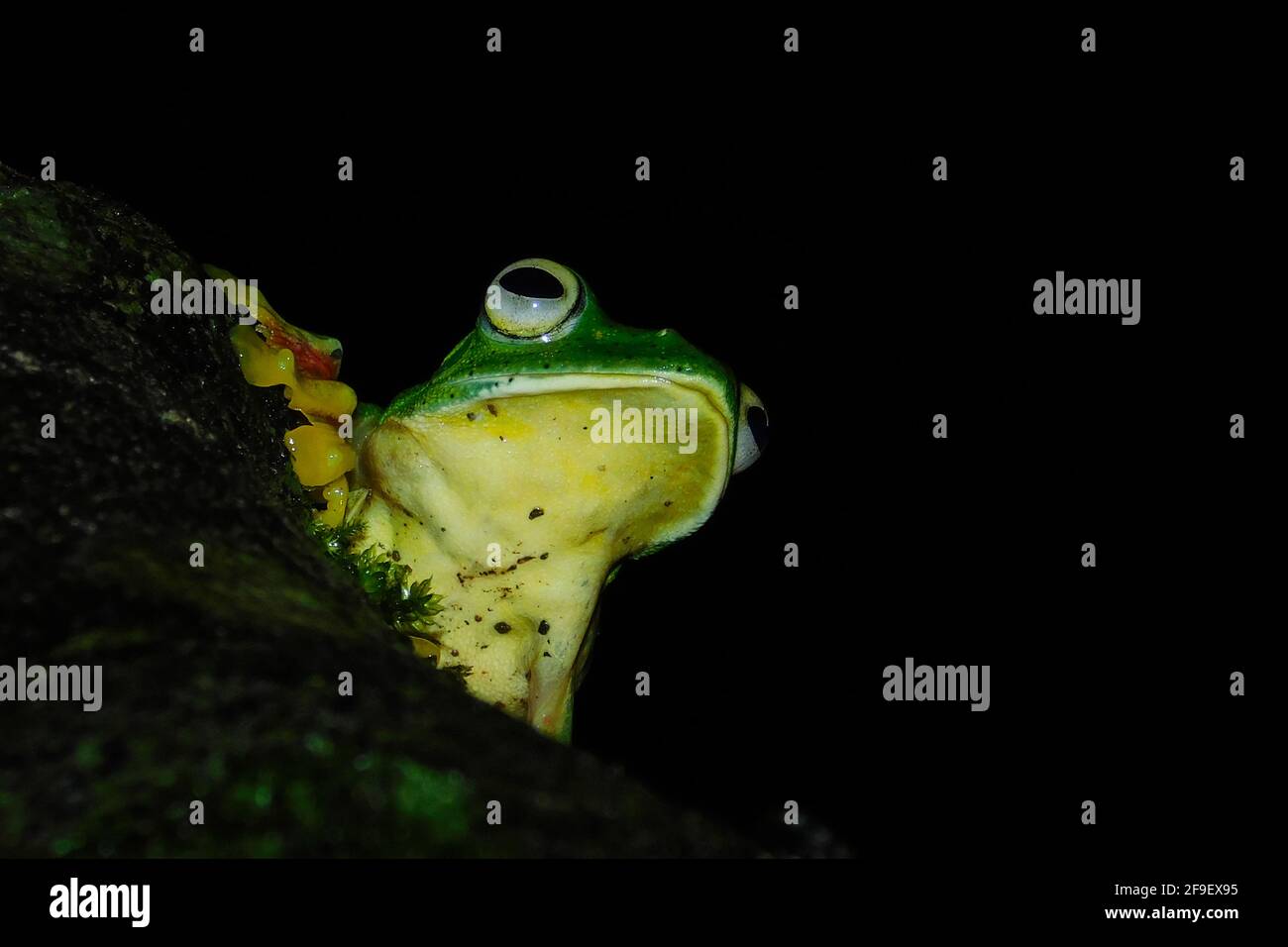 MALABAR Gliding grenouille couchée sur une branche pendant la nuit Banque D'Images