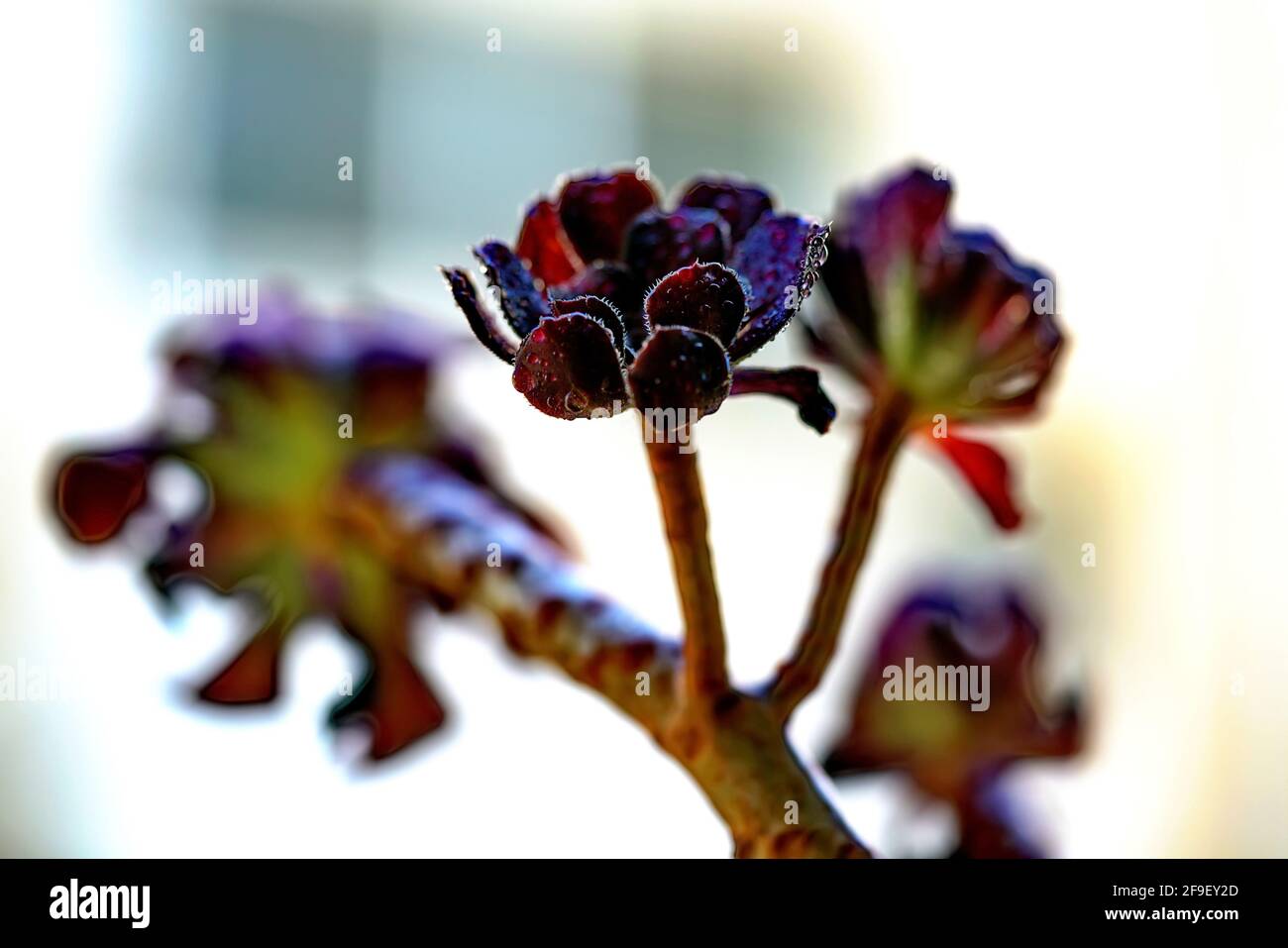 Rose noire - Aeonium arboreum 'Zwartkop' dans un Cactus et Magnifique jardin photographié en Israël en juillet Banque D'Images