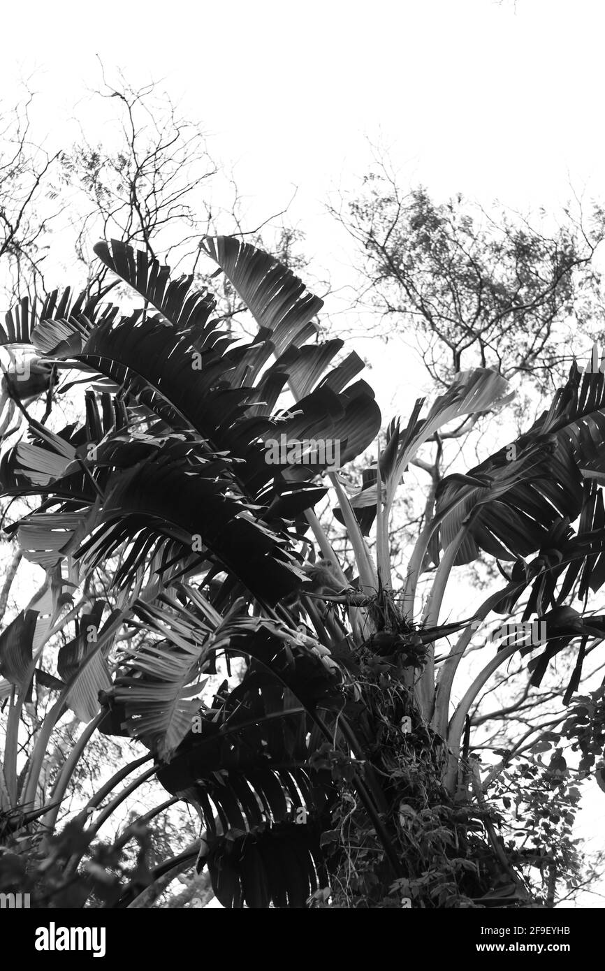 Strelitzia noir et blanc nicolai avec des singes vervet Banque D'Images