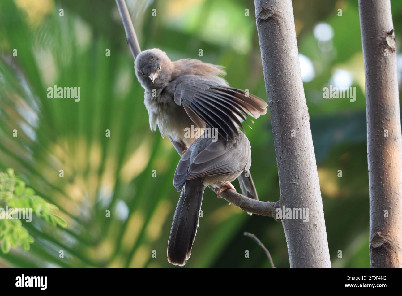 Un gros plan d'une gardienne de la jungle (argya striata) se cachant sous une autre aile de babiler de jungle avec un arrière-plan flou Banque D'Images