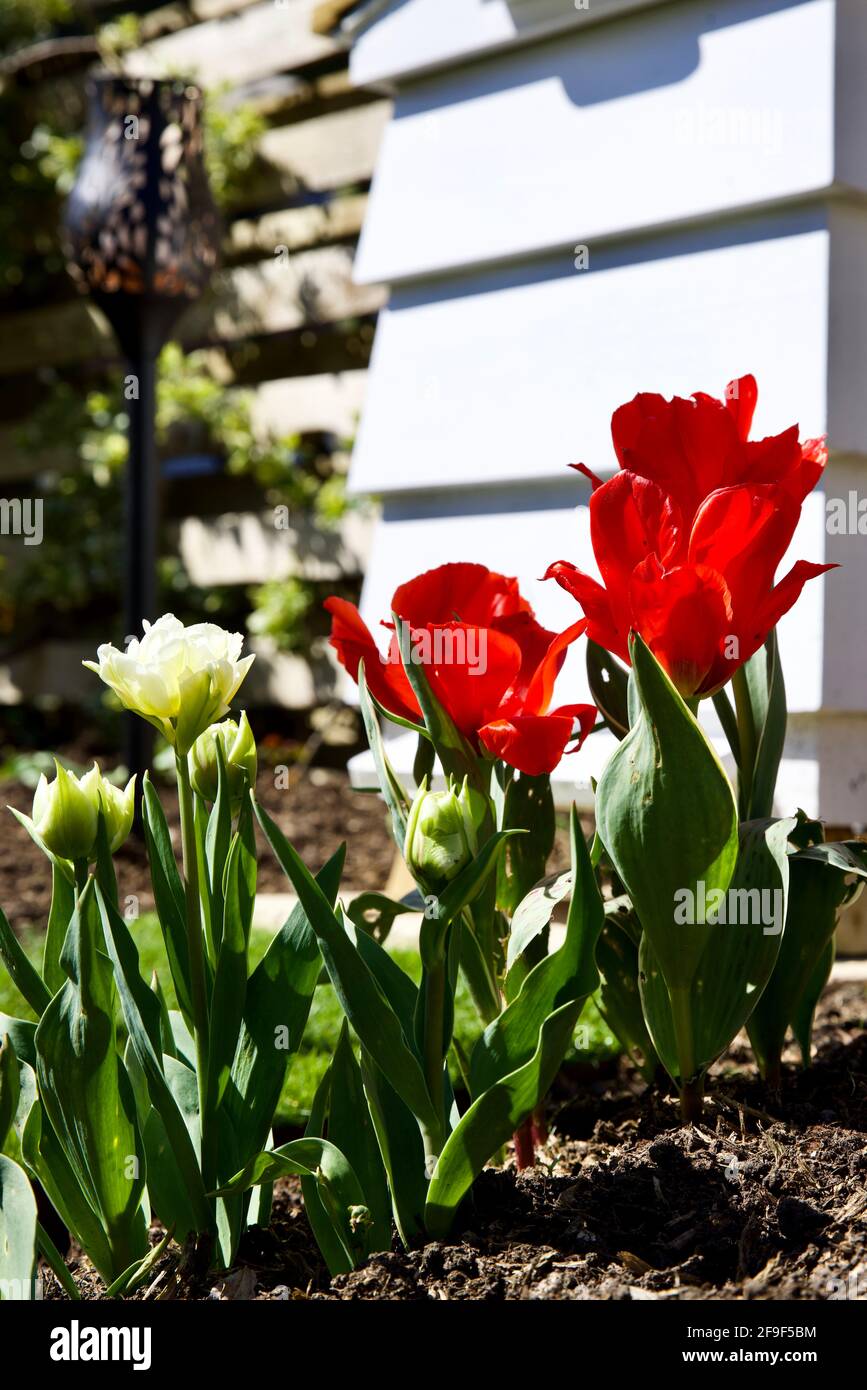 Magnifique exposition de tulipes ‘émerveillement de glace et feu d’Amour’ Banque D'Images