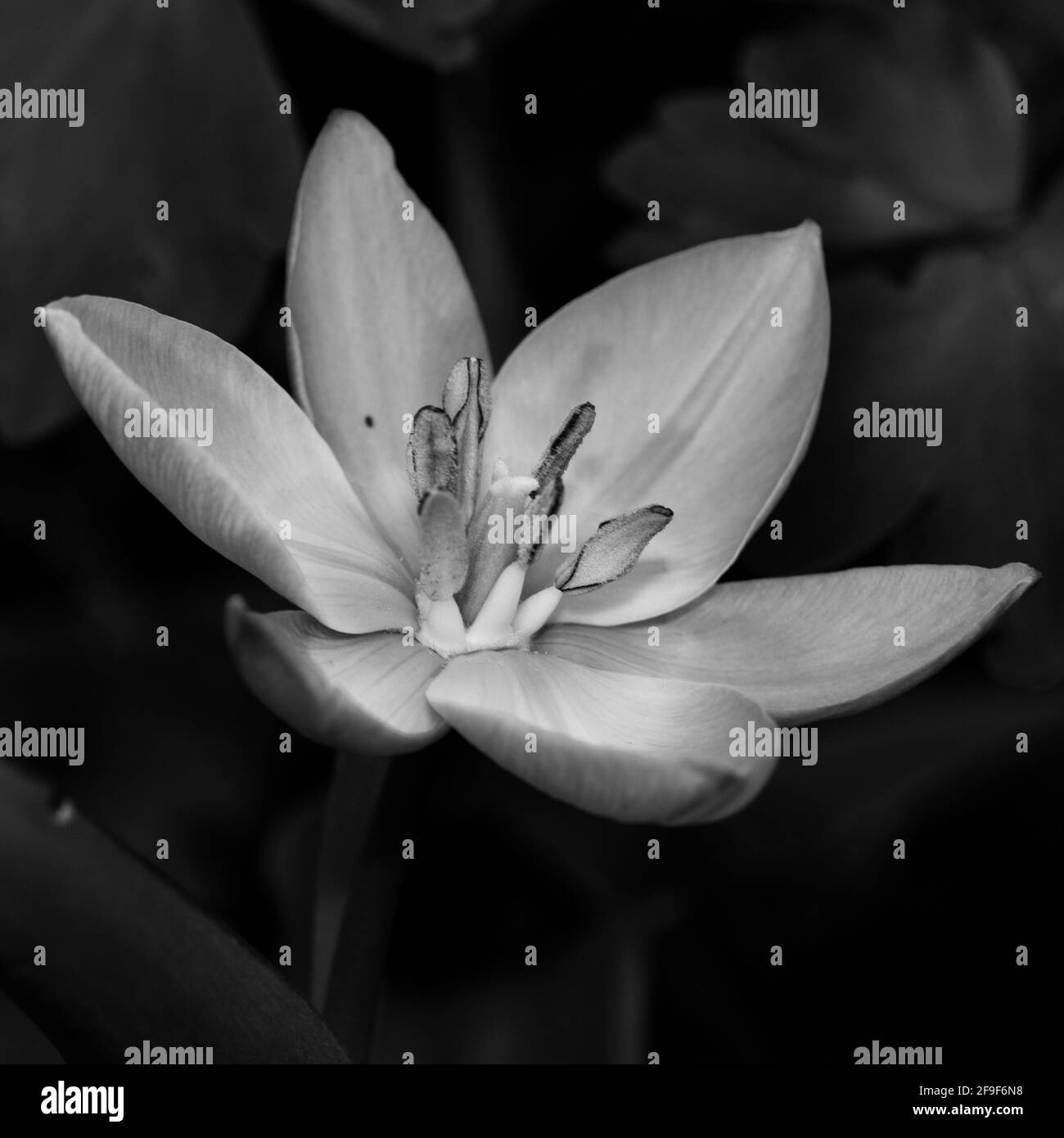 Tulipa saxatilis (bakeri) Groupe 'Lilac Wonder' Banque D'Images