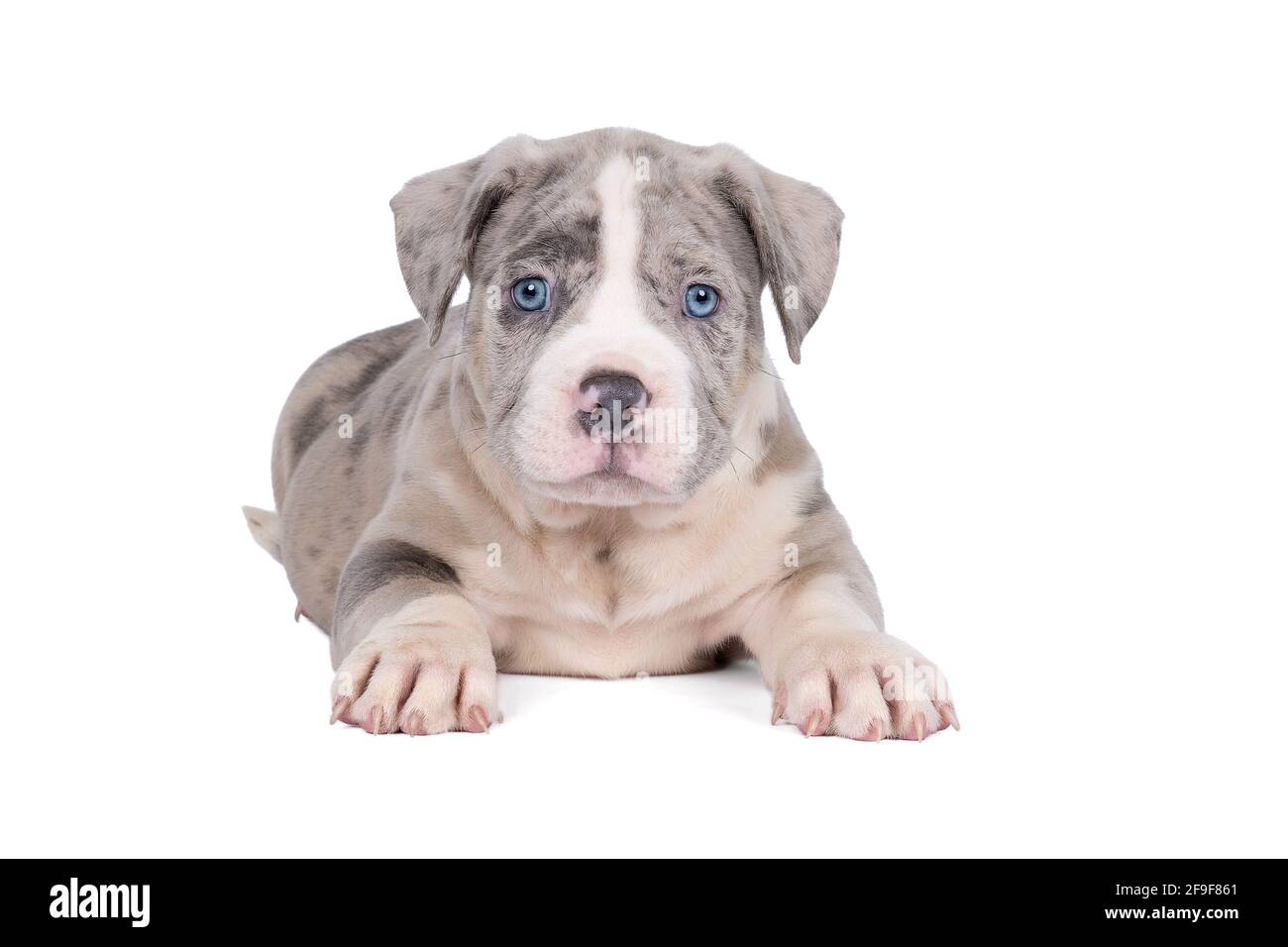 Un pup américain de Bully ou de Bulldog de race pure, avec des fourrures bleues et blanches, isolé sur un fond blanc Banque D'Images