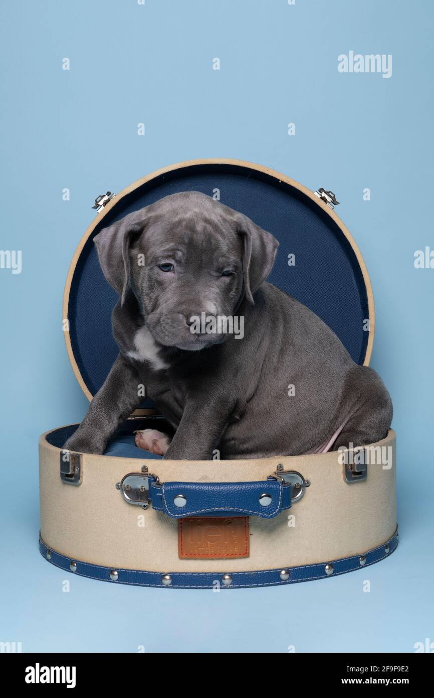 Un petit Bully américain ou Bulldog de race bleue et fourrure blanche dans une valise contre le bleu Banque D'Images