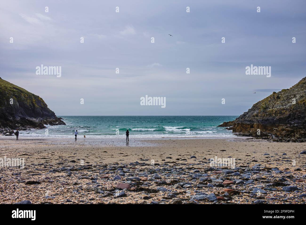 Fennella Beach à Peel, île de Man où il y a des milliers de coquilles Saint-Jacques Banque D'Images