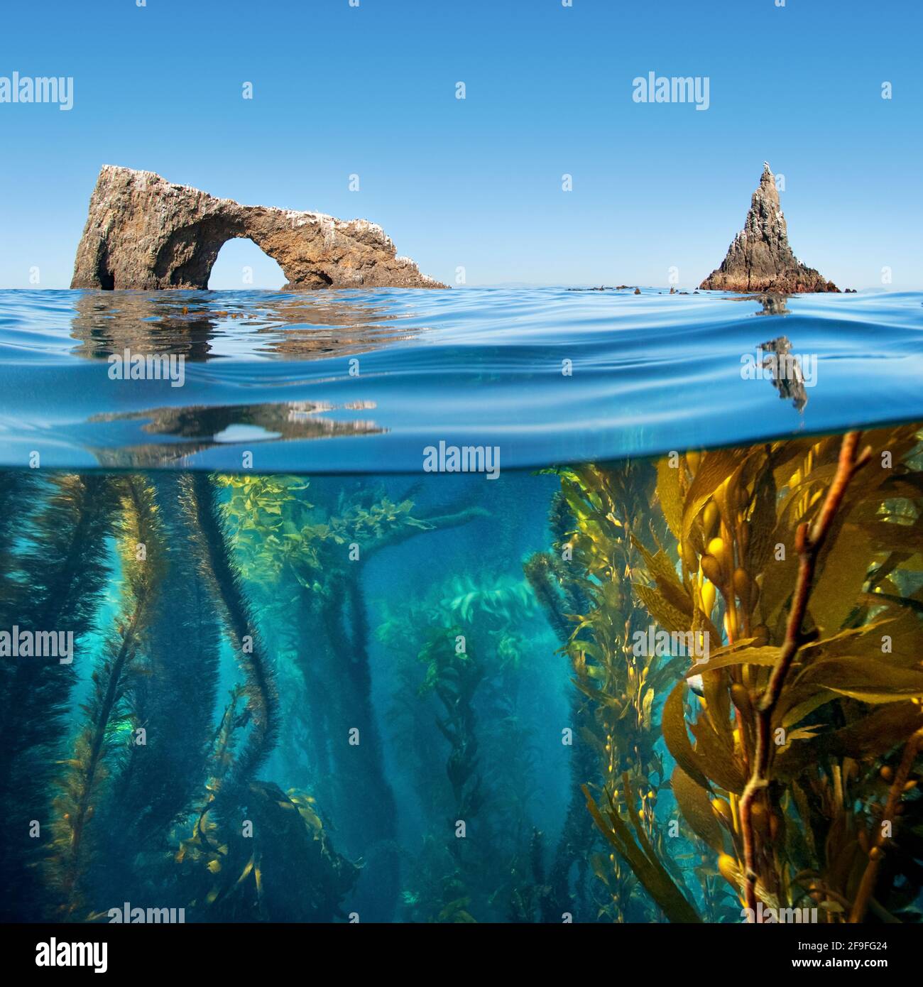 Demi en dessous et au-dessus de la photo de l'Arc Anacapa et varech, Parc national des îles Anglo-Normandes, Réserve marine. Banque D'Images