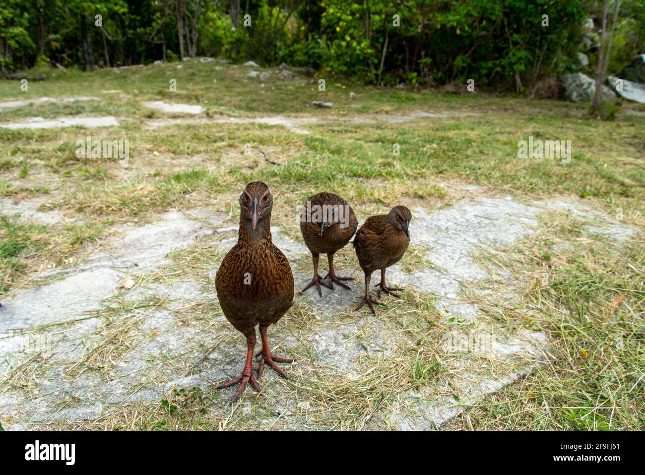 Les oiseaux de Nosy Weka exigent de la nourriture des randonneurs à Abel Tasman Coast Track, en Nouvelle-Zélande Banque D'Images