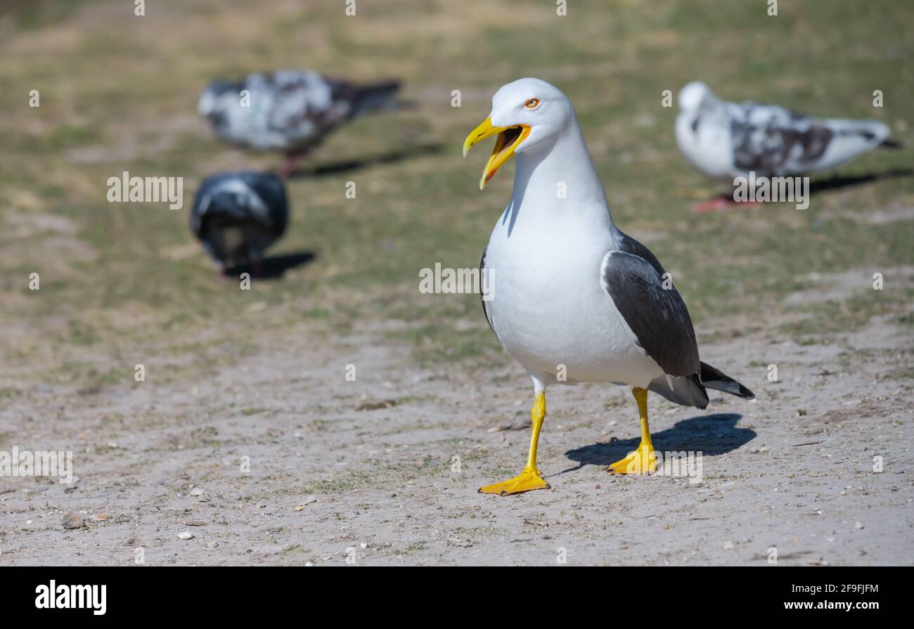 Moins de Black Backed Gull (Larus fuscus) sur le terrain avec bec large appel ouvert, au printemps à West Sussex, Angleterre, Royaume-Uni. Banque D'Images