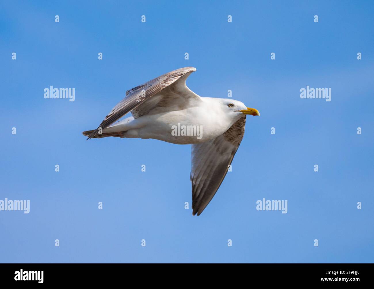 Le jeune Goéland argenté (Larus argentatus) vole contre le ciel bleu au printemps à West Sussex, Angleterre, Royaume-Uni. Mouette ou mouette en vol. Banque D'Images