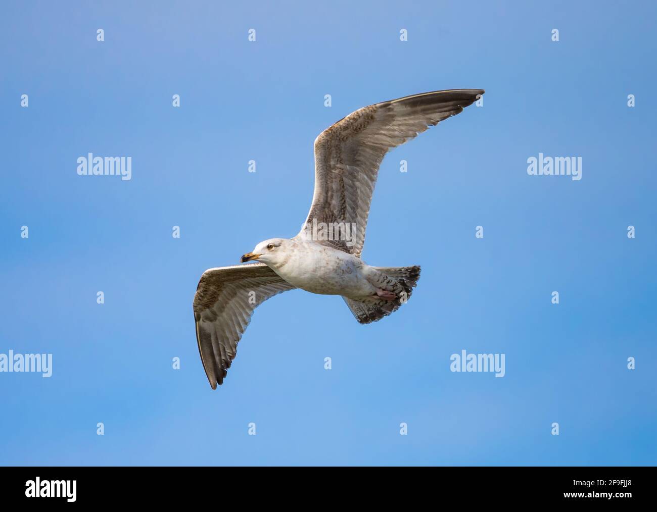 Le jeune Goéland argenté (Larus argentatus) vole contre le ciel bleu au printemps à West Sussex, Angleterre, Royaume-Uni. Mouette ou mouette en vol. Banque D'Images