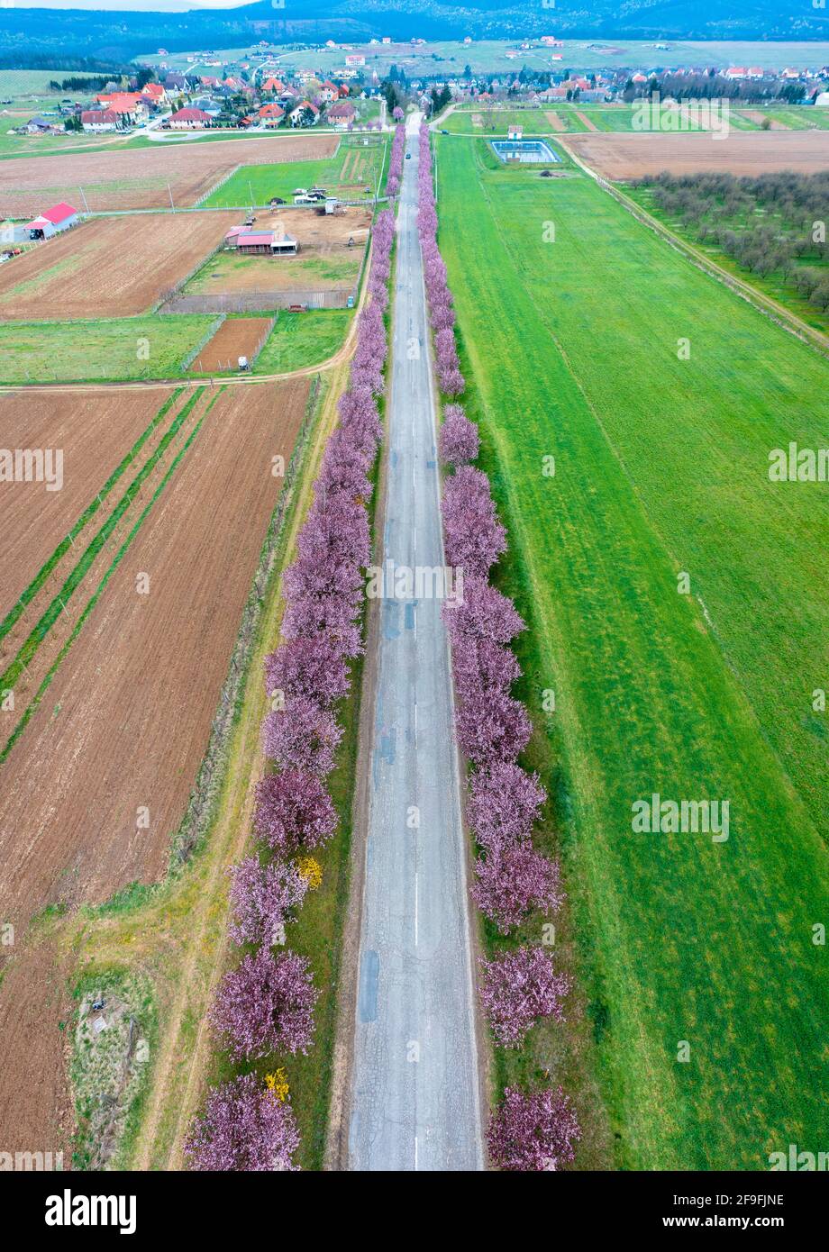 Berkenye, Hongrie - vue aérienne sur les magnifiques pruniers fleuris par la route. Paysage de lever de soleil de printemps, cerisiers en fleurs. Banque D'Images