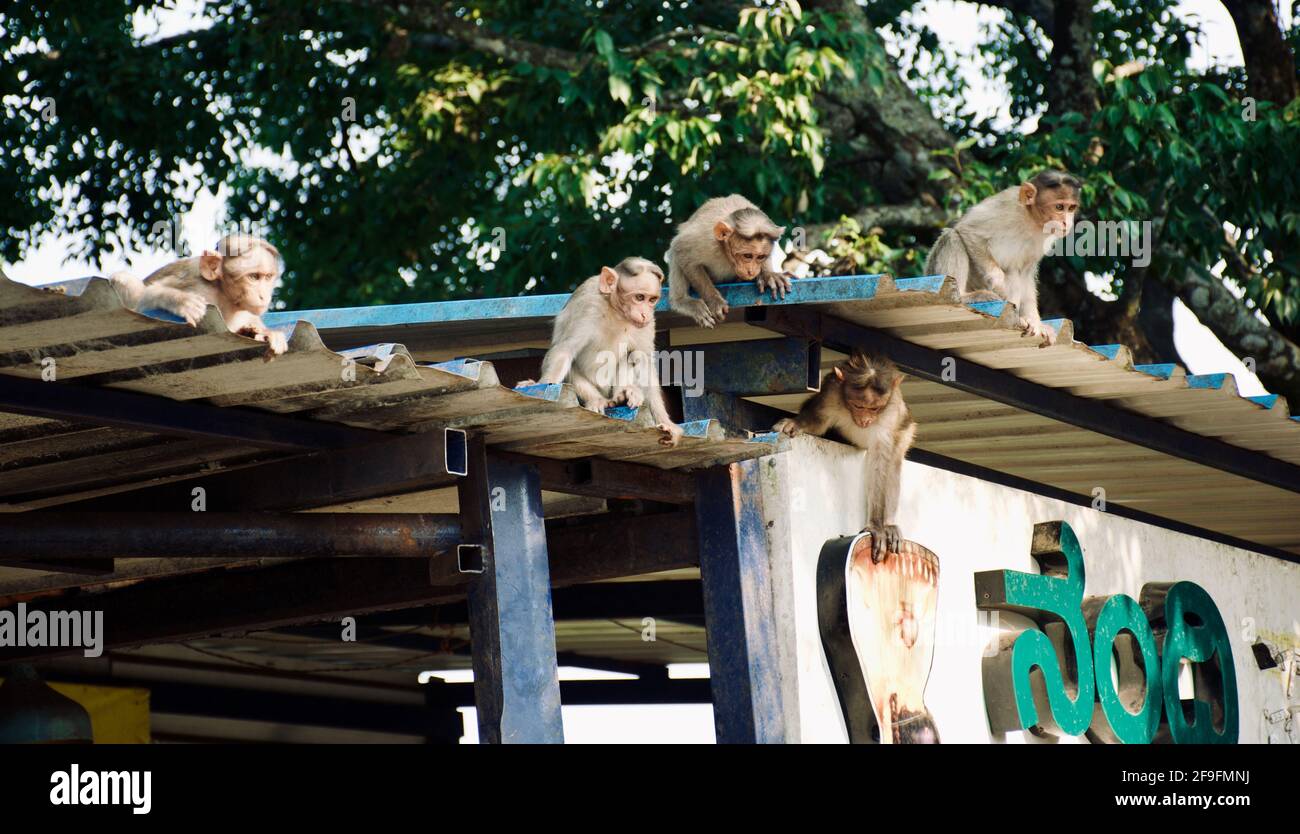 Singes à Nandi Hills, Inde Banque D'Images