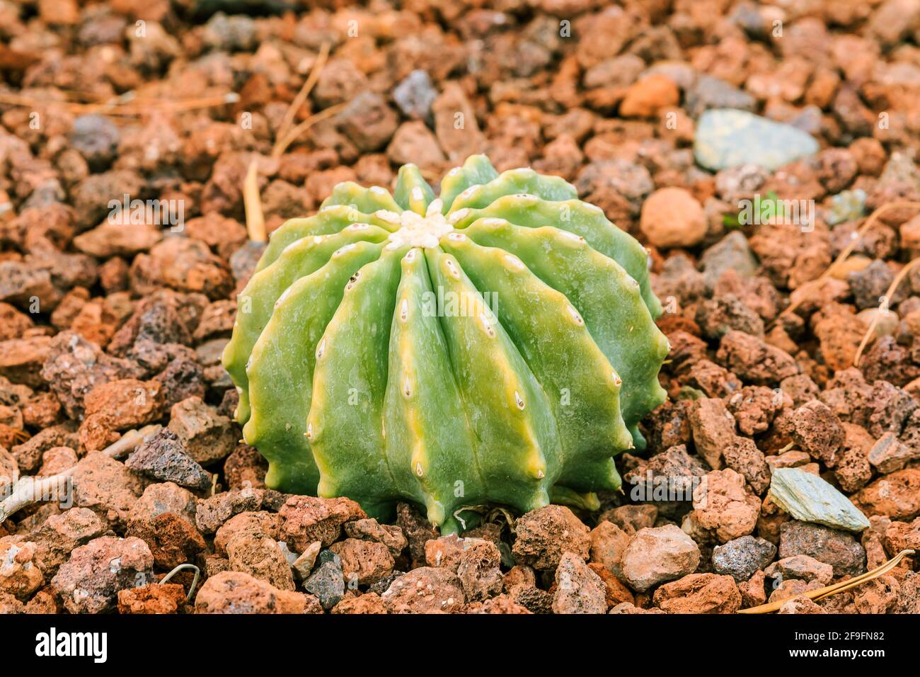Cactus sans épines Banque de photographies et d'images à haute résolution -  Alamy