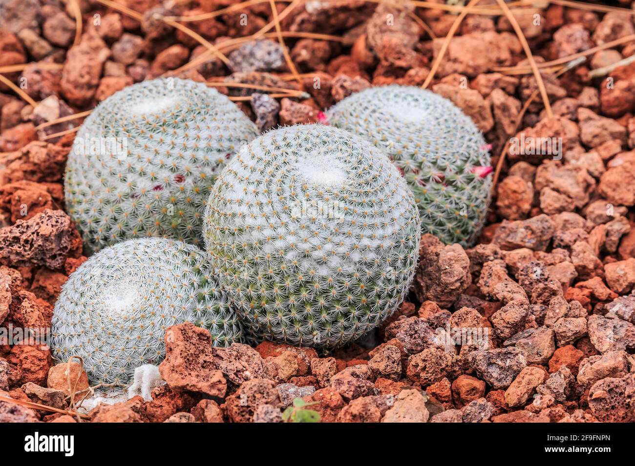 Cactus Mammillaria albilanata sur sol pierreux en automne avec des épines laolées blanches et de petites fleurs rose carmin, rose pourpre à rose rose, de couleur rose. Nombre Banque D'Images