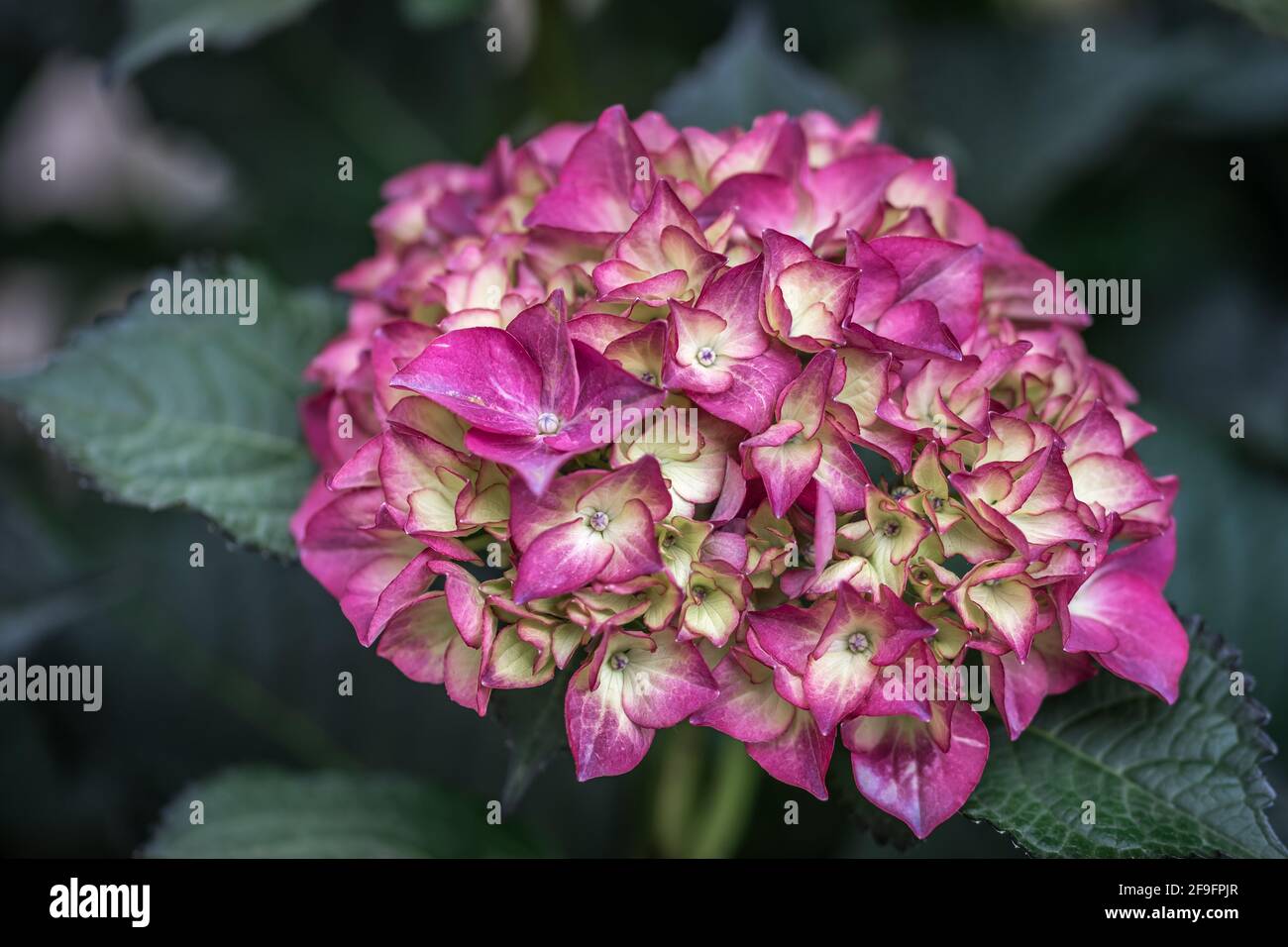 Gros plan de la belle fleur d'hortensia rose sur fond vert Banque D'Images