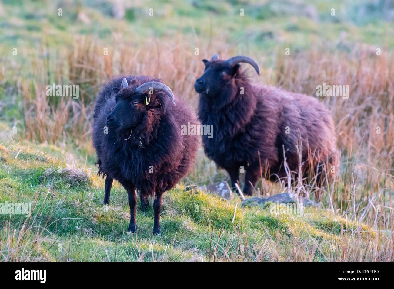 Paire de moutons noirs (Ovis aries) sur une colline avec la dernière lumière du soir éclairant leur manteau épais de polaire. Angleterre, Royaume-Uni Banque D'Images