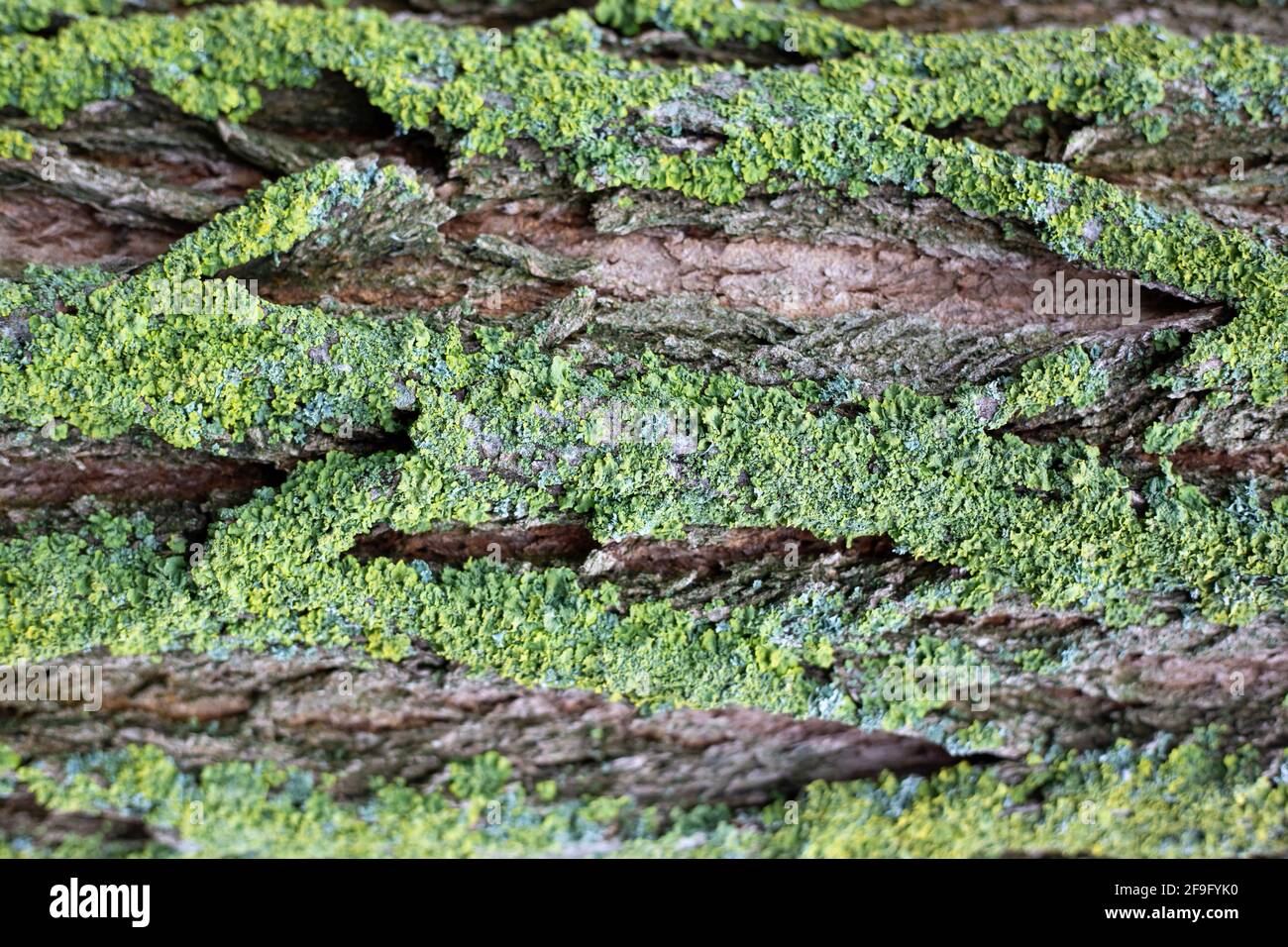 Arrière-plan de l'écorce d'un vieux arbre recouvert de mousse verte.protection de la nature. Banque D'Images