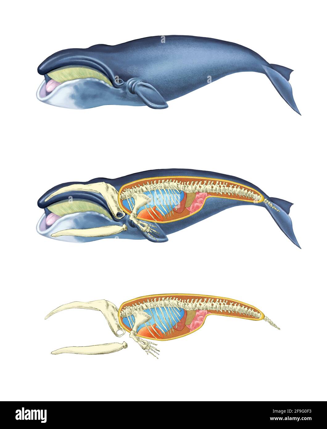 illustration réaliste de la structure des baleines Banque D'Images