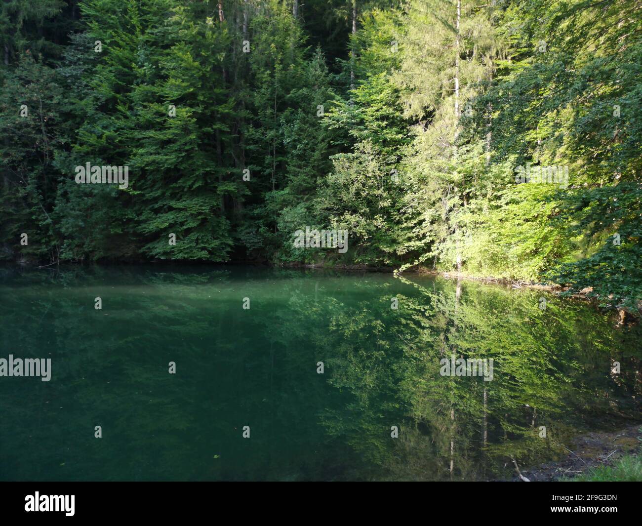 Belle photo d'un lac dans une forêt avec les sapins verts reflétant dans l'eau Banque D'Images