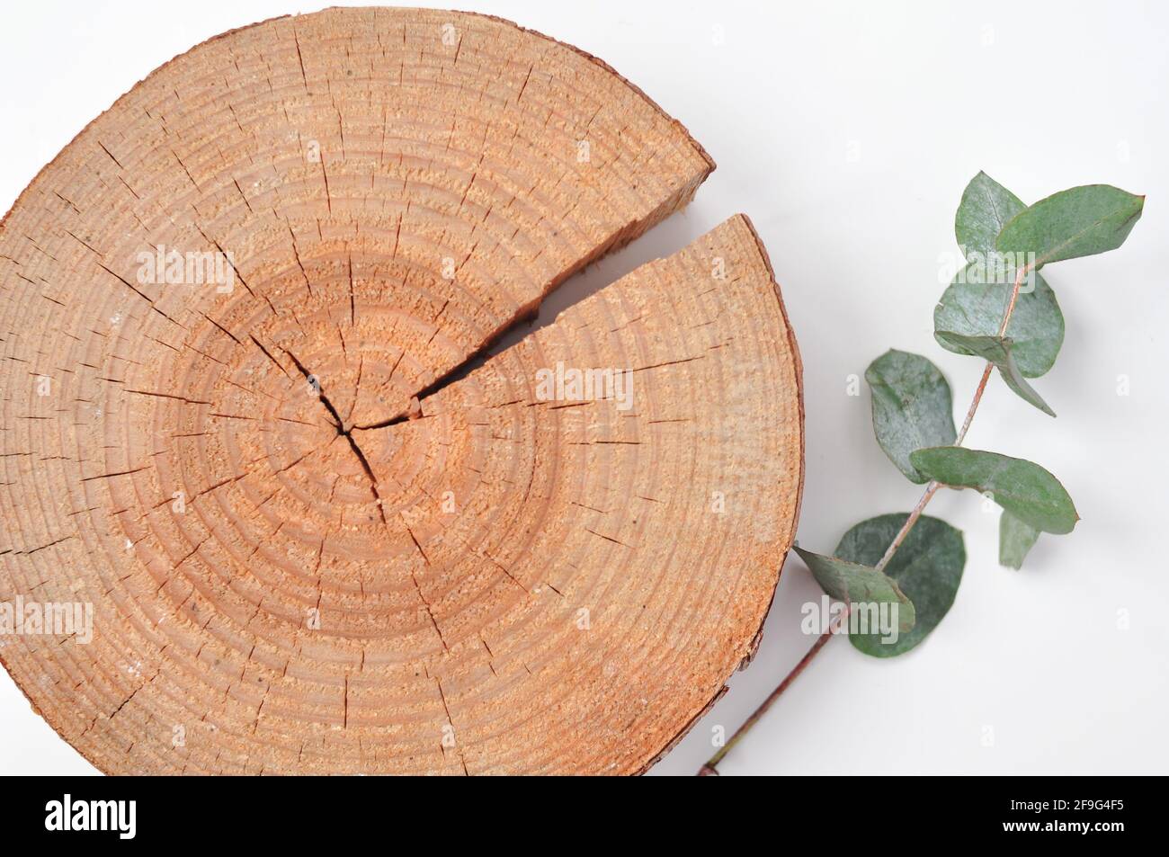 espace de copie pour l'inscription sur fond en bois naturel écologique avec branche verte Banque D'Images