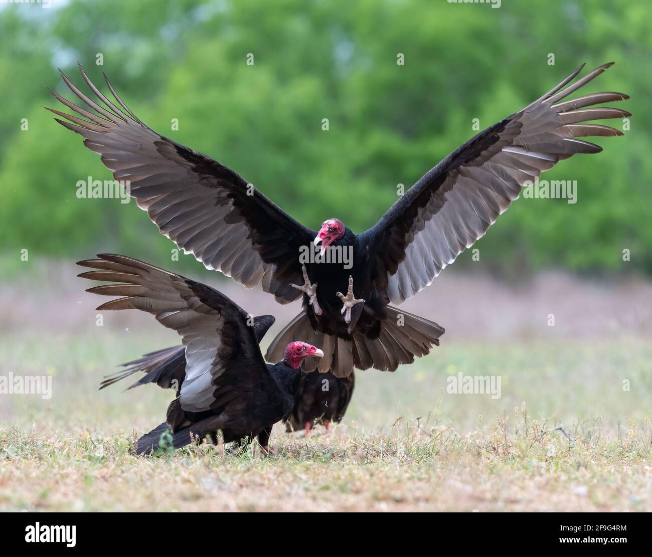 Turquie Vulture (Cathartes aura), interaction & Behavior, Rio Grande Valley, Gulf Coast, Texas, ÉTATS-UNIS Banque D'Images