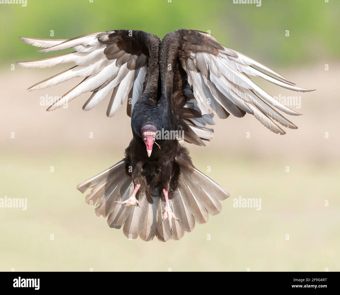 Turquie Vulture (Cathartes aura), interaction & Behavior, Rio Grande Valley, Gulf Coast, Texas, ÉTATS-UNIS Banque D'Images
