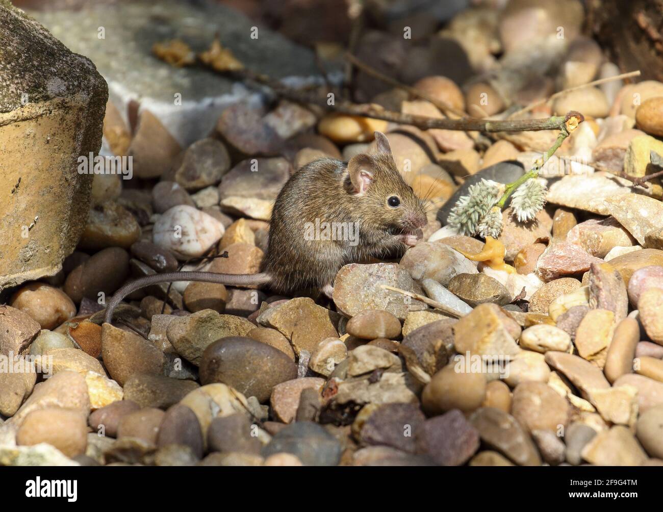 Souris domestique (Mus musculus) Banque D'Images